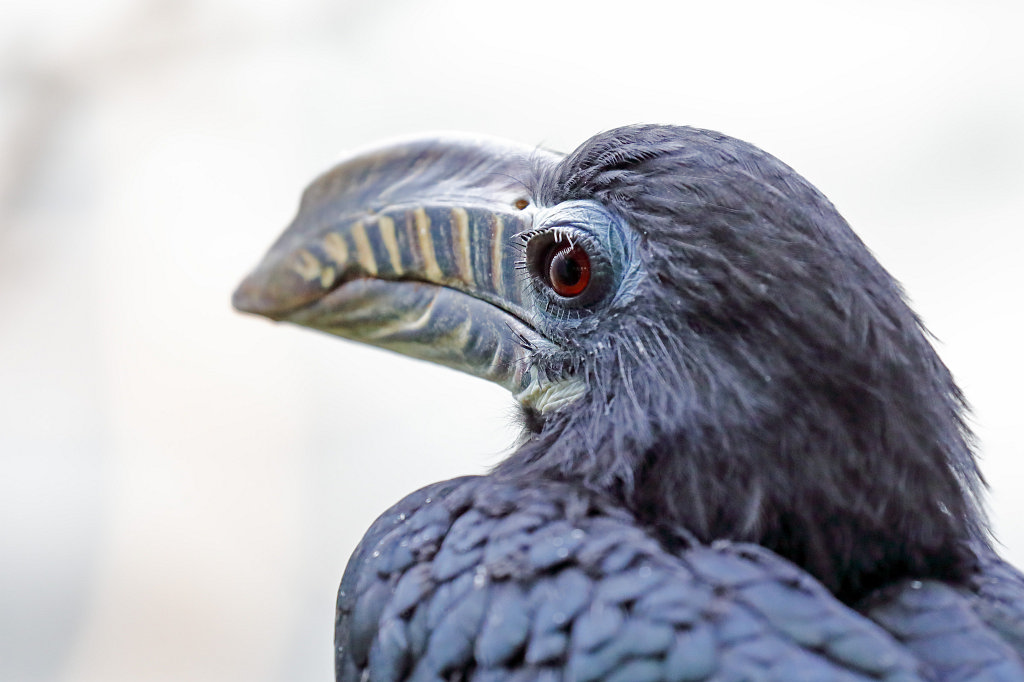 574B7805_c.jpg -  Visayan hornbill  ( Tariktik-Hornvogel )