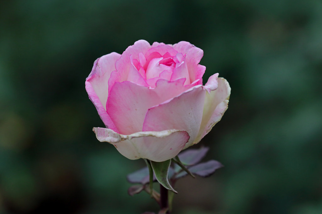 574B8094_c.jpg -  Rose  ( Rose )