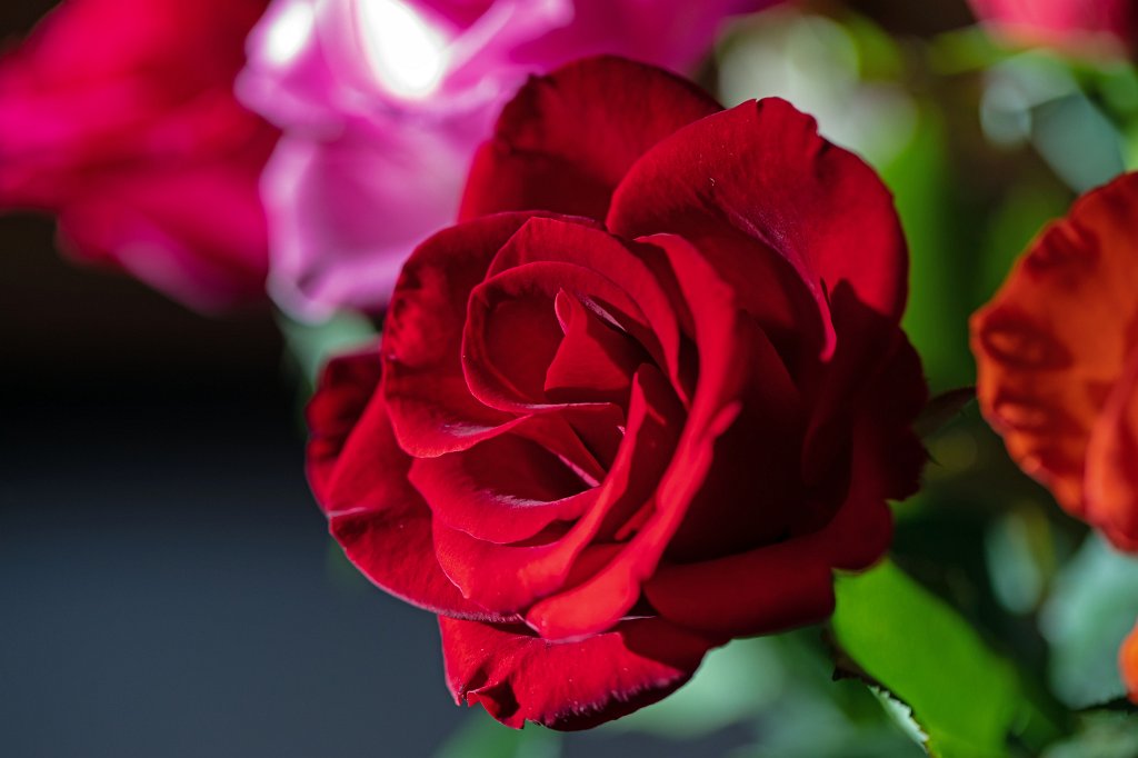 574B8581_c.jpg -  Rose  ( Rose )