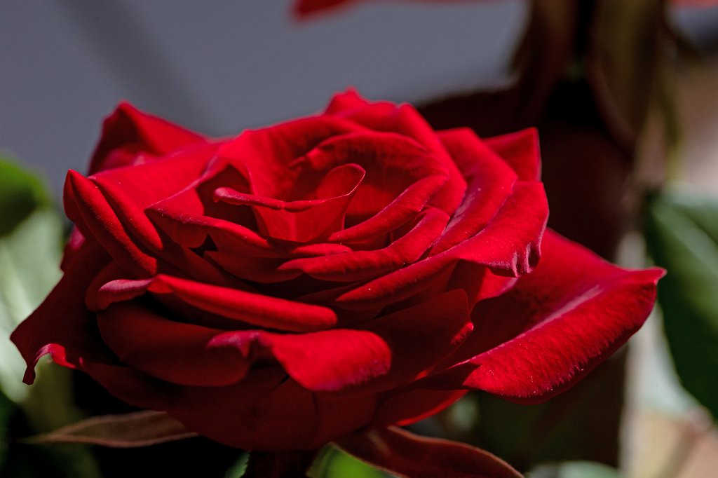 574B8617_c.jpg -  Rose  ( Rose )