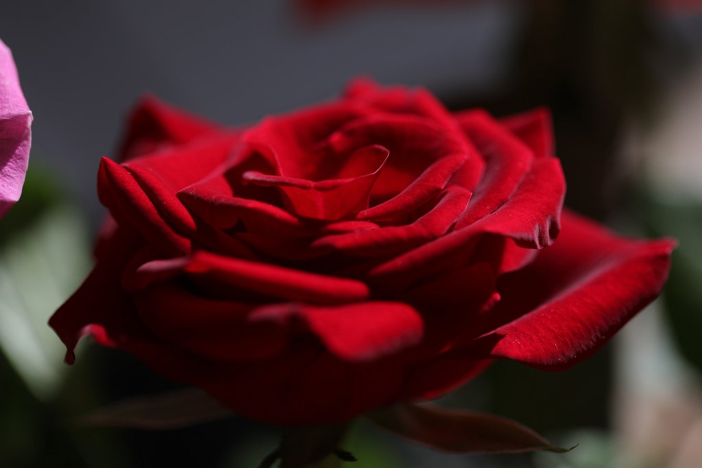 574B8618.JPG -  Rose  ( Rose )