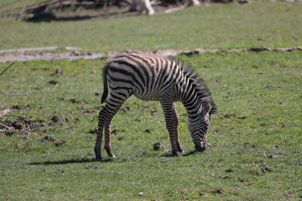 574B9102.JPG -  Grant's zebra  ( Böhm-Zebra )