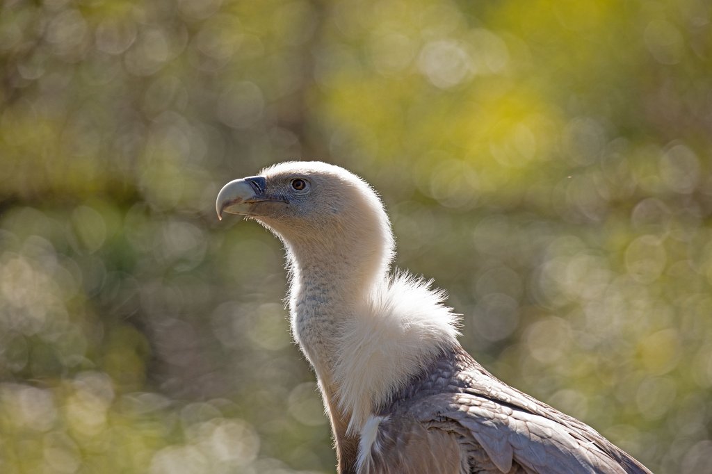 574B9151_c.jpg -  Griffon vulture  ( GÃ¤nsegeier )
