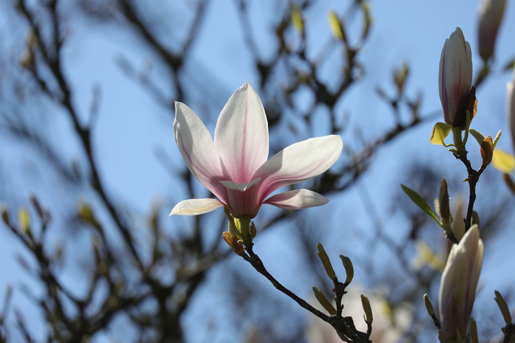 574B9172.JPG -  Magnolia  ( Magnolie )