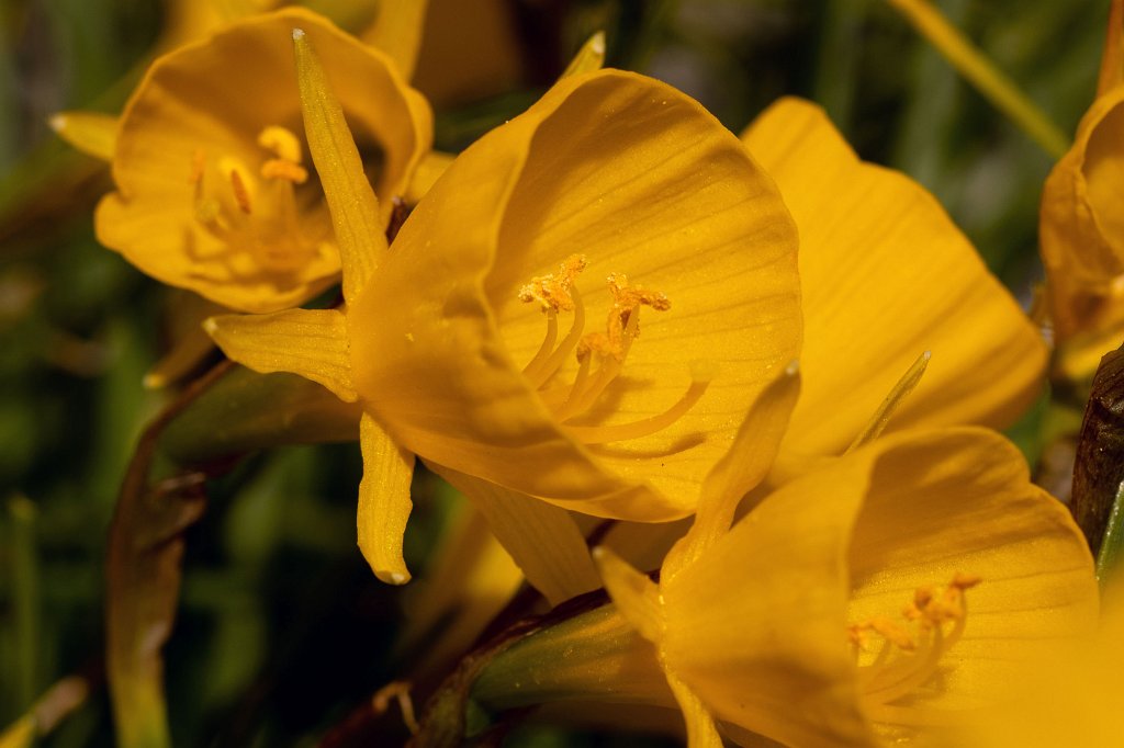 574B9377_c.jpg -  Petticoat daffodil  ( Reifrock-Narzisse )