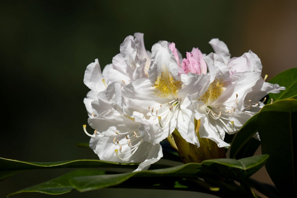 574B9400_c.jpg -  Rhododendron 