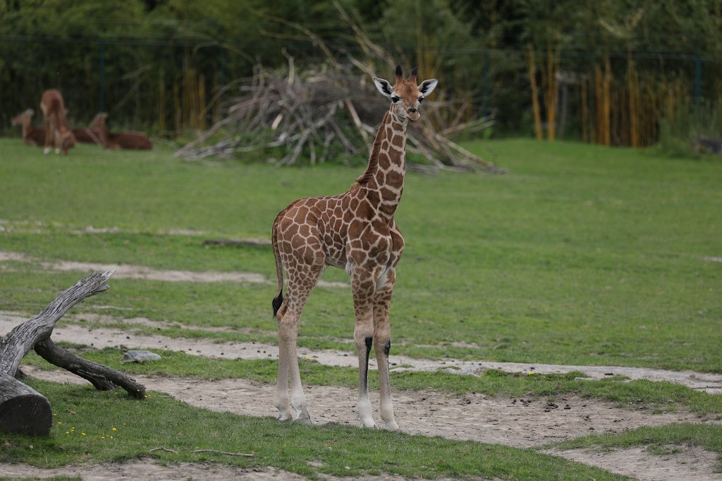 574B9710.JPG -  Rothschild's giraffe  (Rothschild- Giraffe )