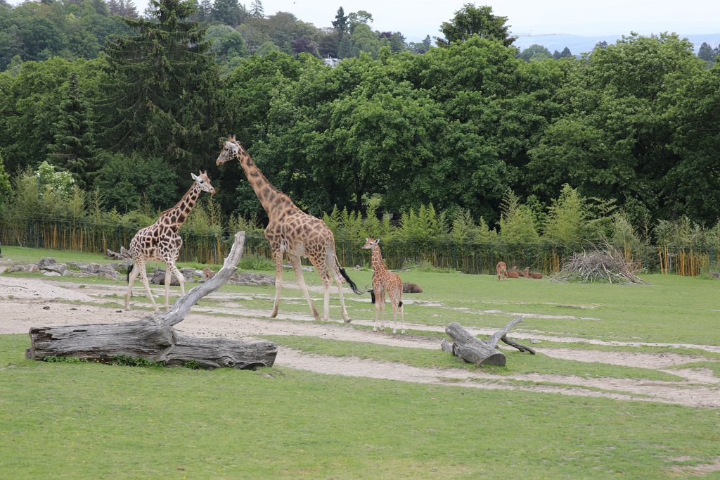 574B9724.JPG -  Rothschild's giraffe  (Rothschild- Giraffe )