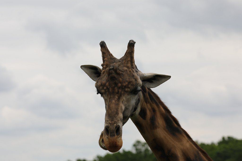 574B9737.JPG -  Rothschild's giraffe  (Rothschild- Giraffe )