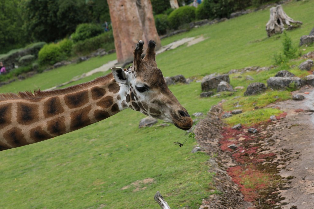574B9762.JPG -  Rothschild's giraffe  (Rothschild- Giraffe )