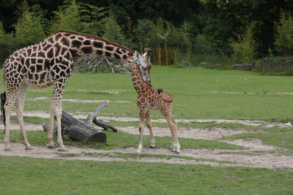 574B9773.JPG -  Rothschild's giraffe  (Rothschild- Giraffe )