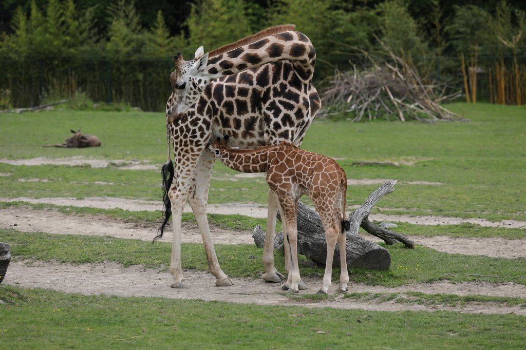 574B9776.JPG -  Rothschild's giraffe  (Rothschild- Giraffe )