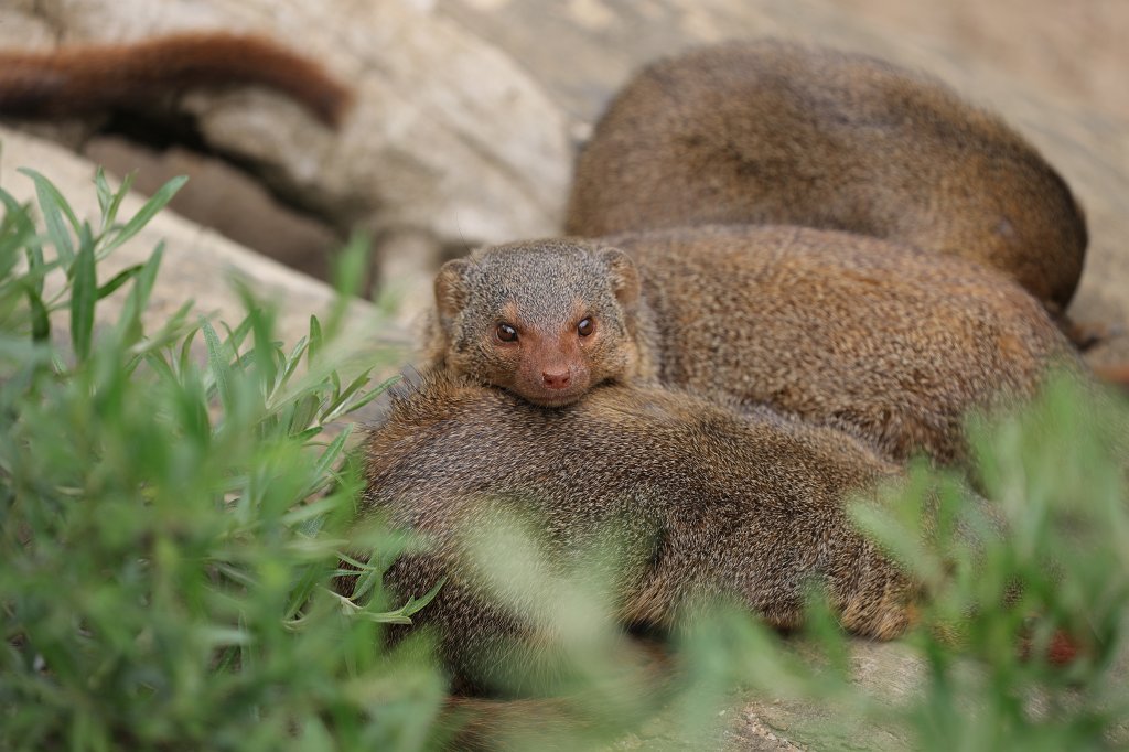 574B9781.JPG -  Dwarf mongoose  ( Zwergmangusten )