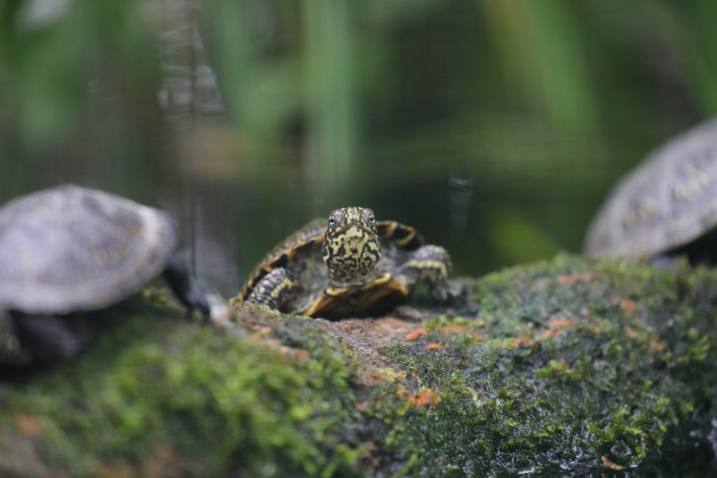574B9788.JPG - Turtle (Schildkröte)