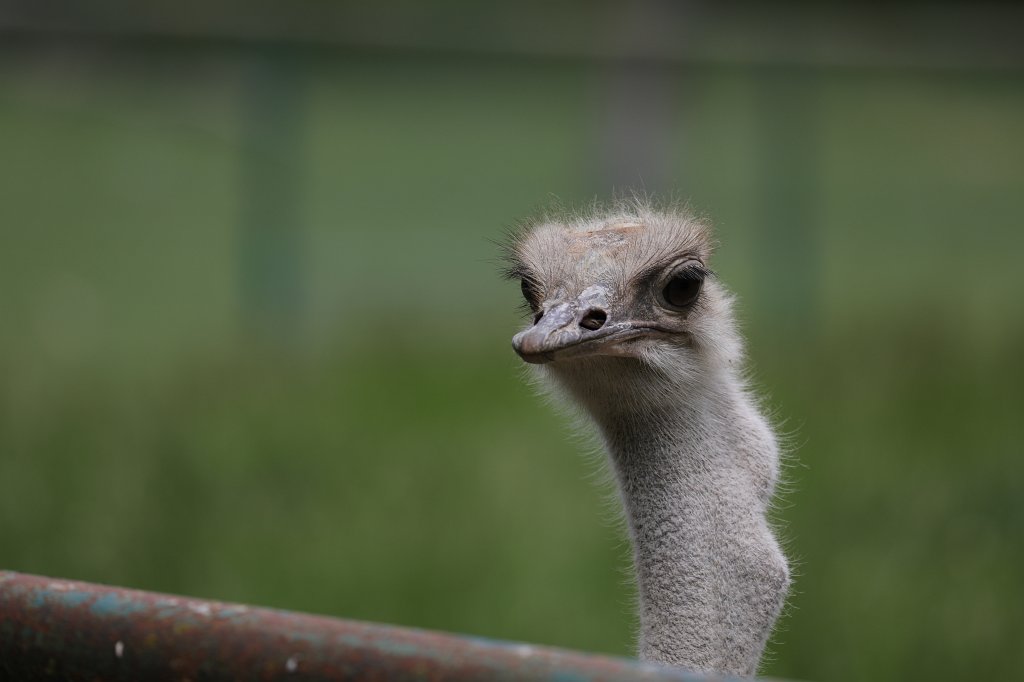 574B9839.JPG -  Common ostrich  ( Afrikanischer Strauß )