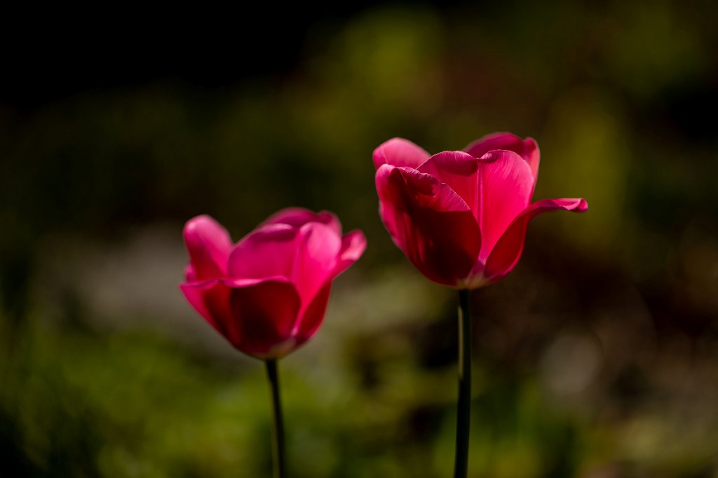 574B9514_c.jpg -  Tulip  ( Tulpe )