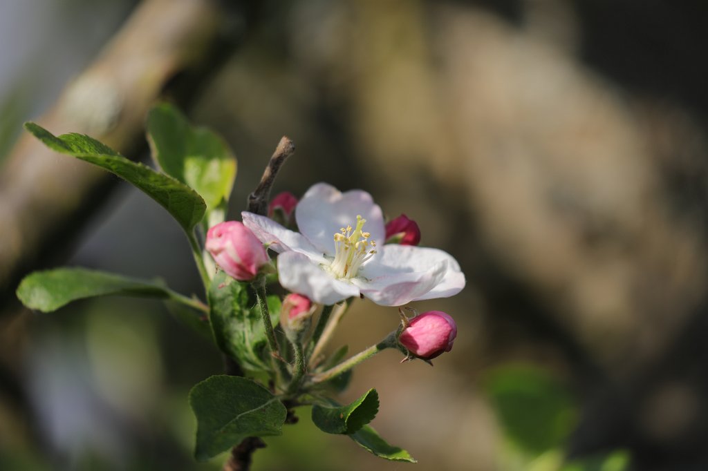 574B9557.JPG -  Apple  flower ( Apfelblüte )