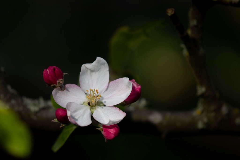 574B9558_c.jpg -  Apple  flower ( Apfelblüte )