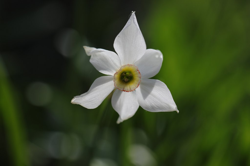 574B9679.JPG -  Narcissus poeticus  ( Weiße Narzisse )