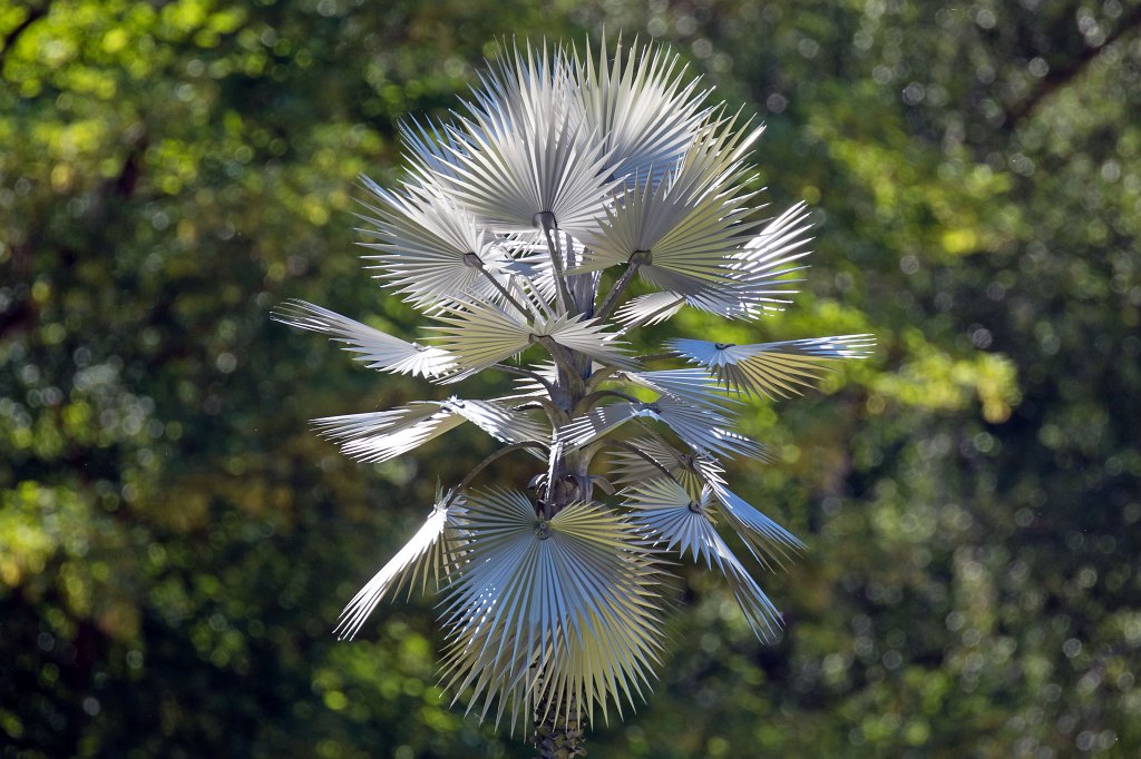 574B9976_c.jpg - Washingtonia - David Zink Yi -  Blickachsen  12 -  Bad Homburg  2019.Two approximately five-metre high palm trees made of stainless steel. The sculptures are smaller replicas of the towering 35-metre high fan palms, Washingtonia robusta.