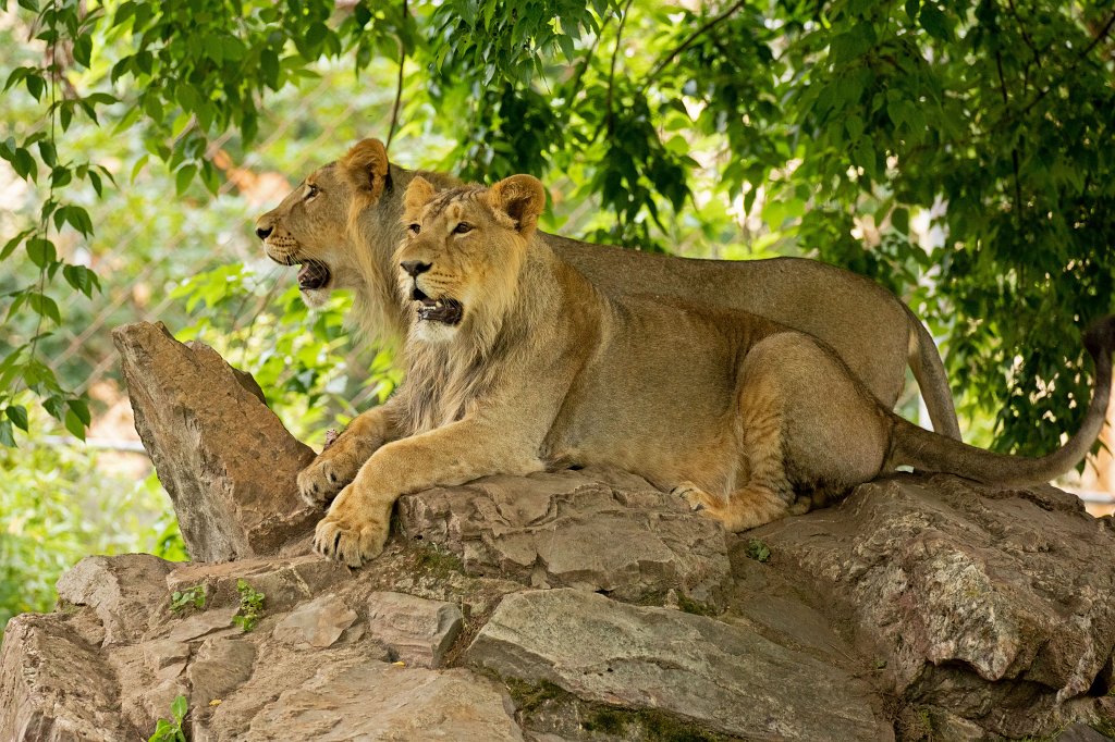 574B0061_c.jpg -  Asiatic lion  ( Asiatischer Löwe )