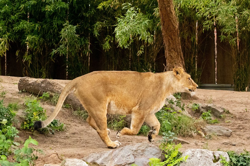 574B0089_c.jpg -  Asiatic lion  ( Asiatischer Löwe )