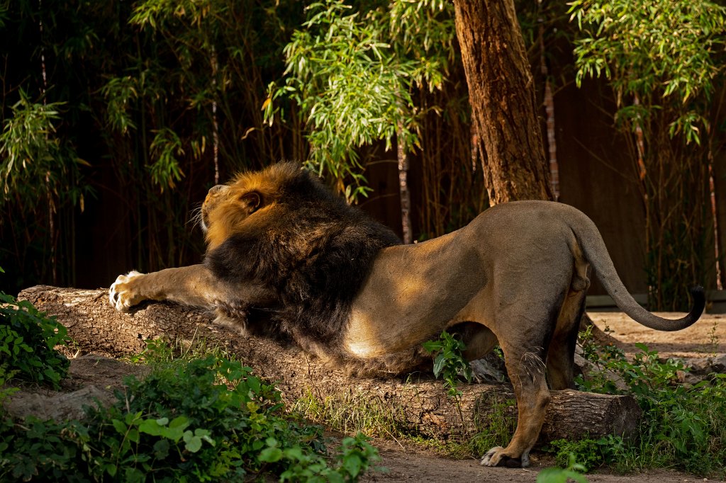 574B0170_c.jpg -  Asiatic lion  ( Asiatischer Löwe )