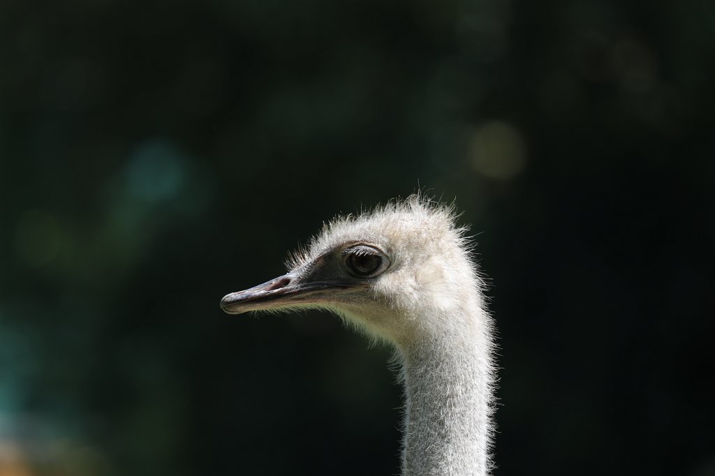 574B0556.JPG -  Common ostrich  ( Afrikanischer Strauß )