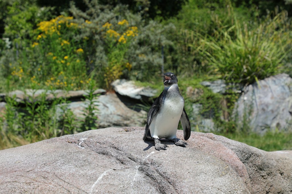 574B0595.JPG -  African penguin  ( Brillenpinguin )