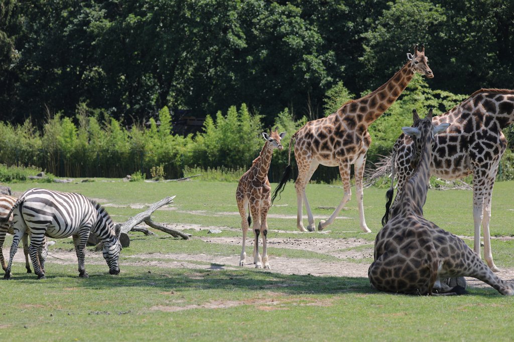 574B0607.JPG -  Rothschild's giraffe  (Rothschild- Giraffe )
