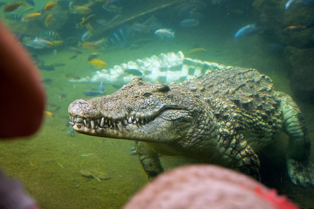 574B0745_c.jpg -  Nile crocodile  ( Nilkrokodil )