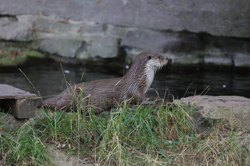 574B0771.JPG -  Eurasian otter  ( Fischotter )