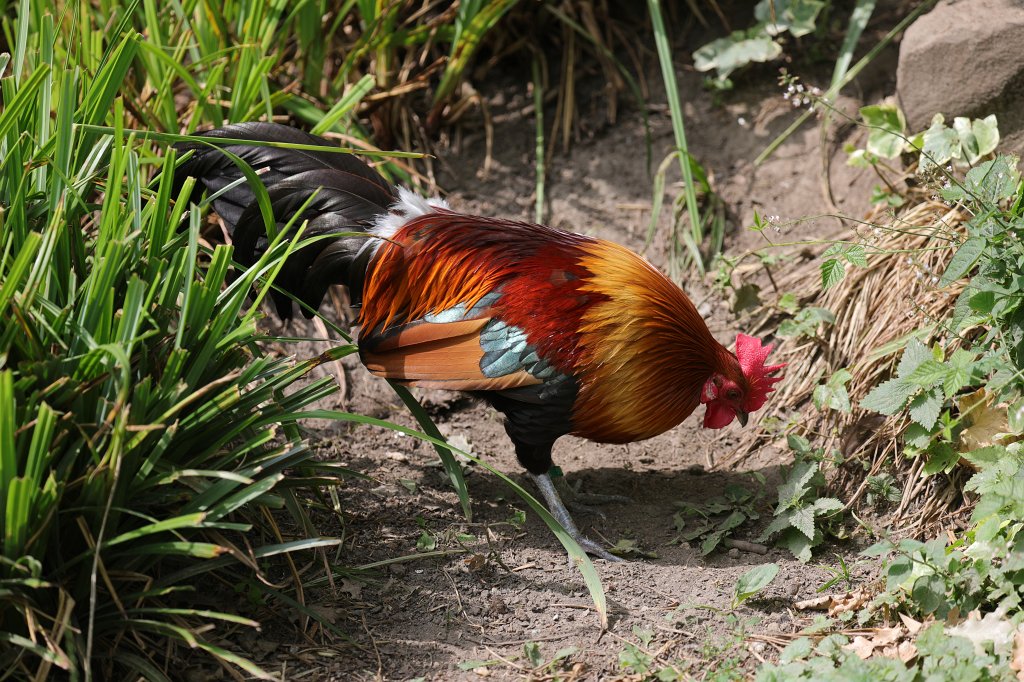 574B0836.JPG -  Red junglefowl  ( Bankivahuhn )