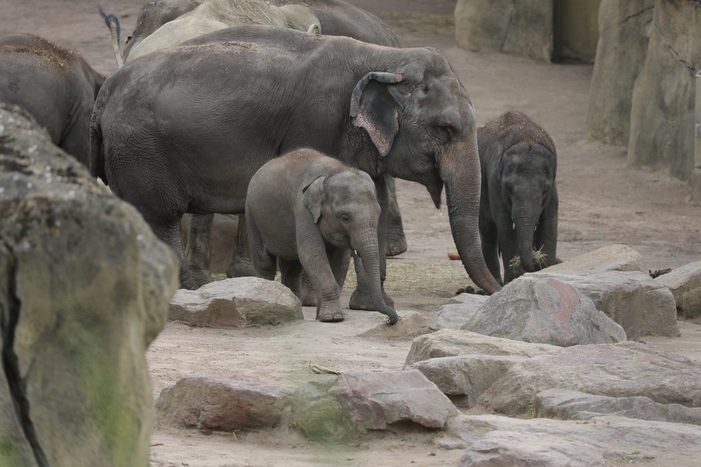 574B0954.JPG -  Asian elephant  ( Asiatischer Elefant )
