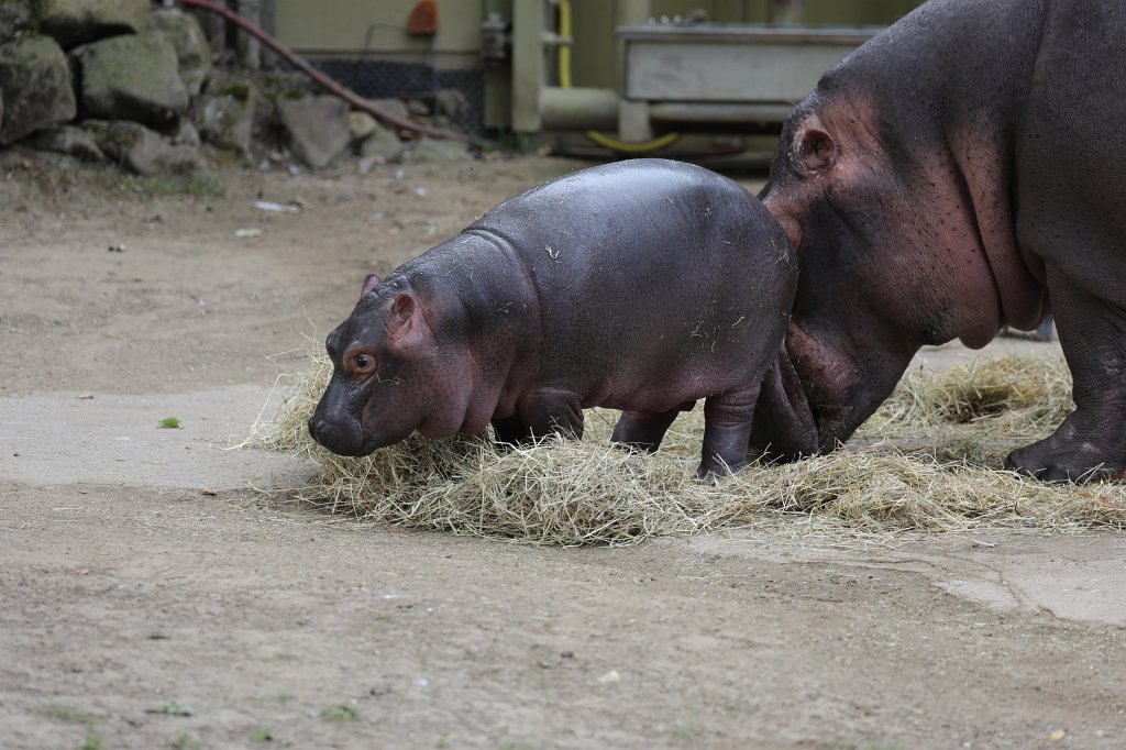 574B1012.JPG -  Hippopotamus  ( Flusspferd )
