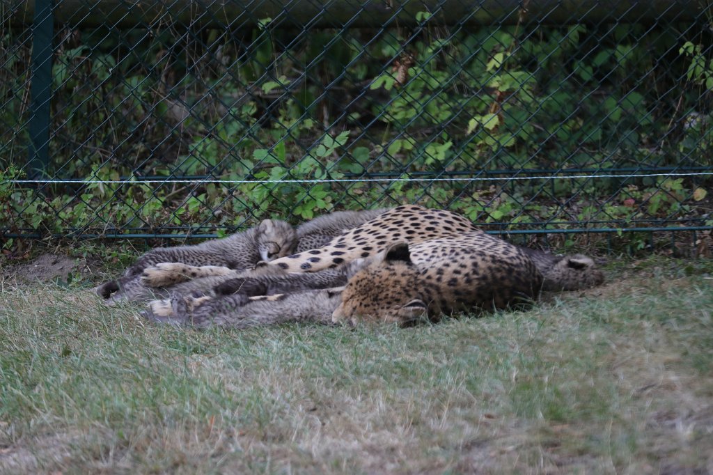 574B1131.JPG -  Cheetah  mom with cubs ( Gepard  mit Jungtieren)The 6  cheetah  cubs were born June 23rd 2019 so one month old when the picture was captured. Die 6  Gepardenjungtiere  wurden am 23. Juni 2019 geboren und zum Zeitpunkt der Aufnahme ungefähr einen Monat alt.