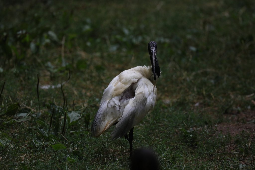 574B1194.JPG -  Black-headed ibis  ( Schwarzkopfibis )