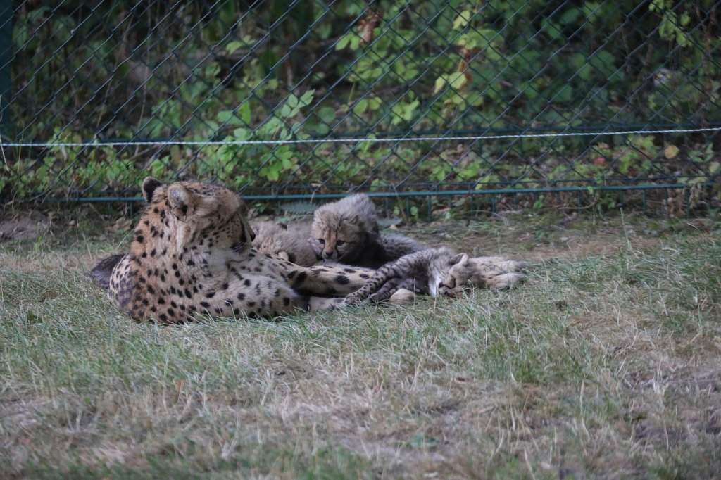 574B1258.JPG -  Cheetah  mom with cubs ( Gepard  mit Jungtieren)The 6  cheetah  cubs were born June 23rd 2019 so one month old when the picture was captured. Die 6  Gepardenjungtiere  wurden am 23. Juni 2019 geboren und zum Zeitpunkt der Aufnahme ungefähr einen Monat alt.