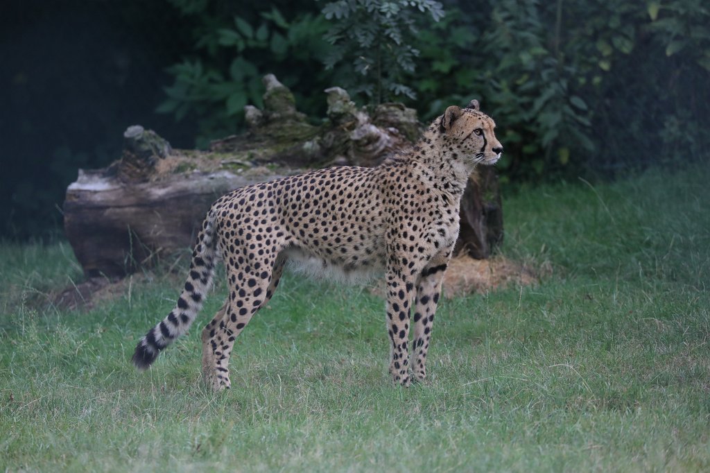 574B1272.JPG - Cheetah (Gepard) Cheetah  ( Gepard )
