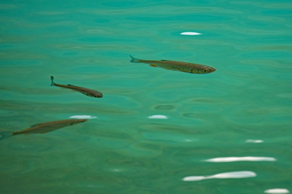 574B2955_c.jpg - Fish in  Plitvice Lakes National Park 