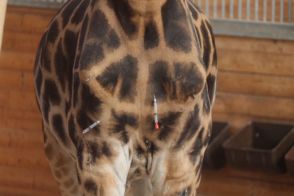 574B4532.JPG -  Rothschild's giraffe  (Rothschild- Giraffe )