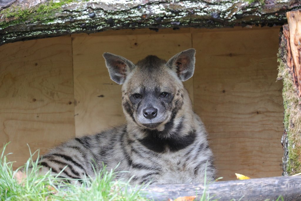 574B4549.JPG -  Striped hyena  ( Streifenhyäne )