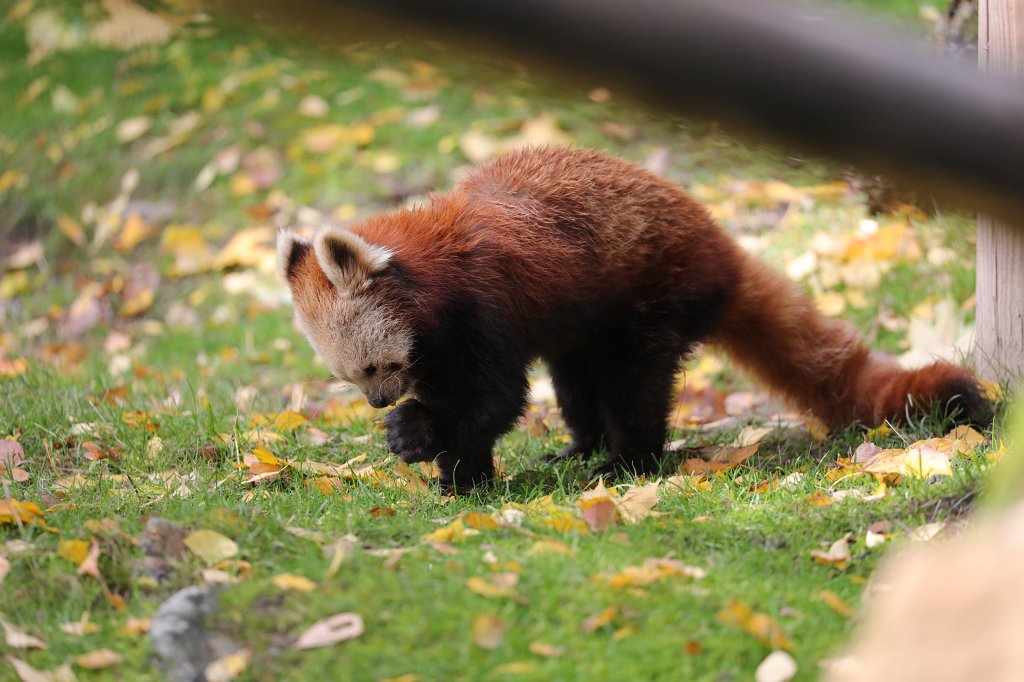 574B4556.JPG -  Red panda  ( Kleiner Panda )