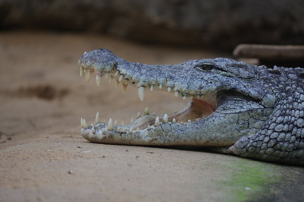 574B4838.JPG -  Nile crocodile  ( Nilkrokodil )