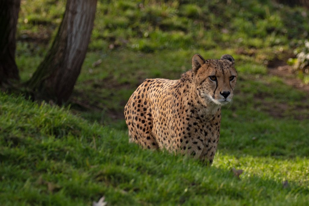 574B4872_c.jpg -  Cheetah  ( Gepard )