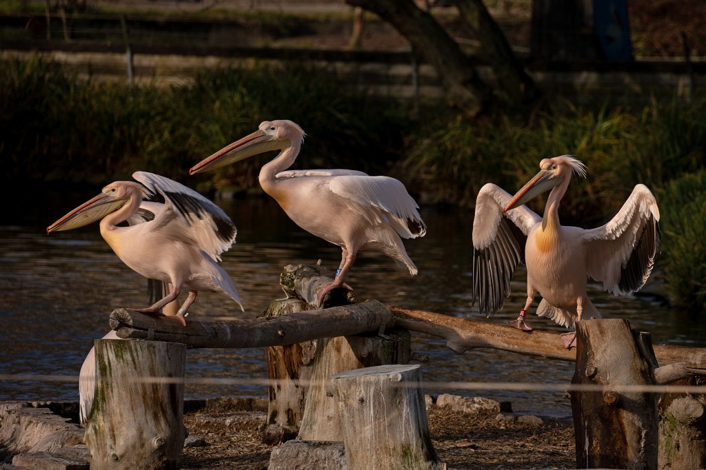 574B4880_c.jpg -  Great white pelican  ( Rosapelikan )