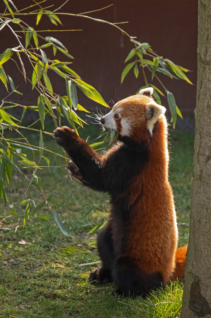 574B4888_c1.jpg -  Red panda  ( Kleiner Panda )