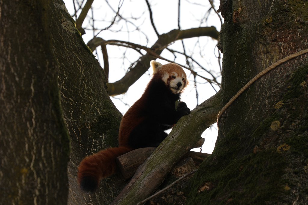 574B4893.JPG -  Red panda  ( Kleiner Panda )