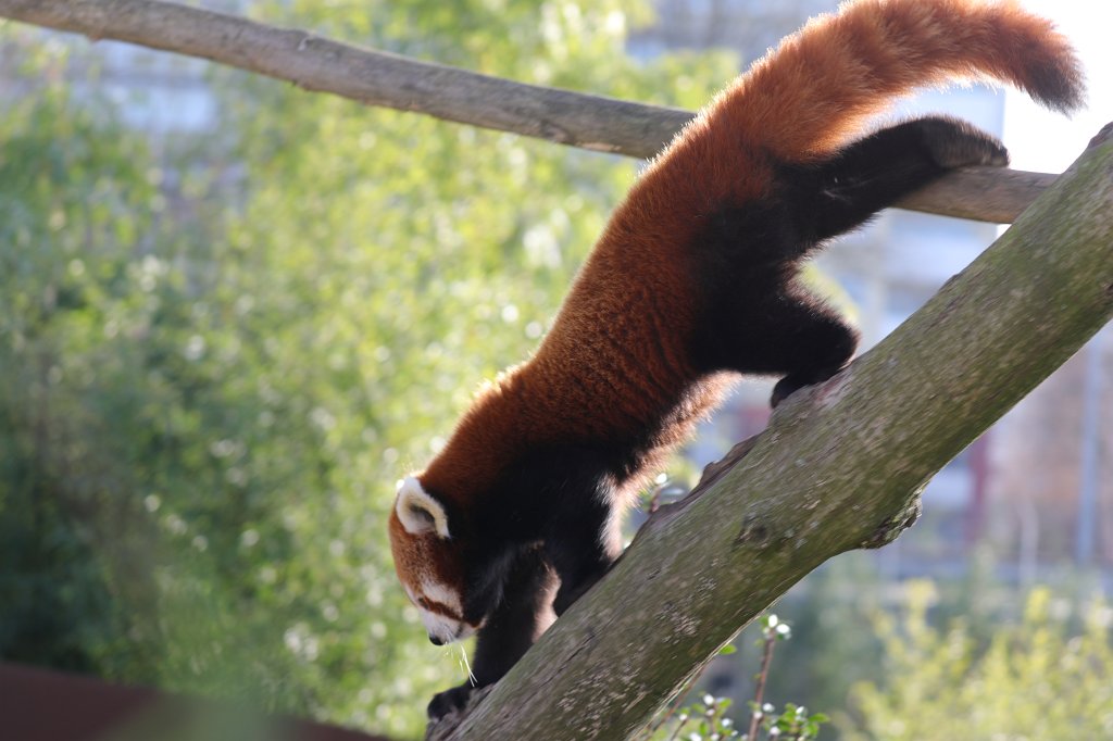 574B4900.JPG -  Red panda  ( Kleiner Panda )